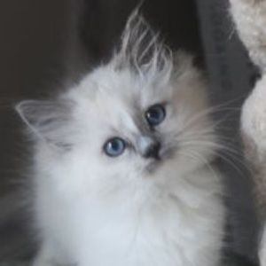 Meet your Posher, Kaycee